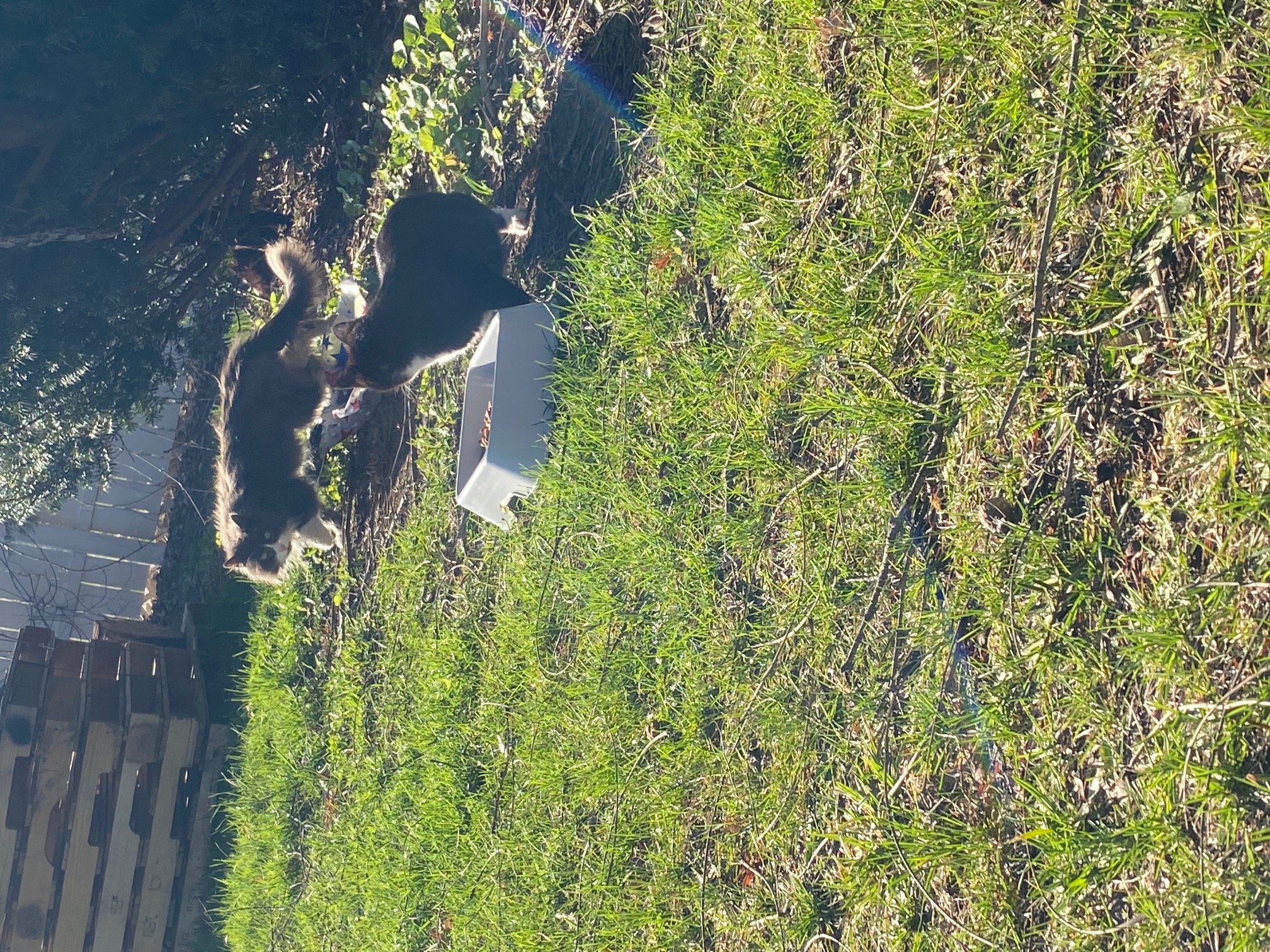 Community cat cared for by Joyful Paws & Happy Tails in Putnam, CT